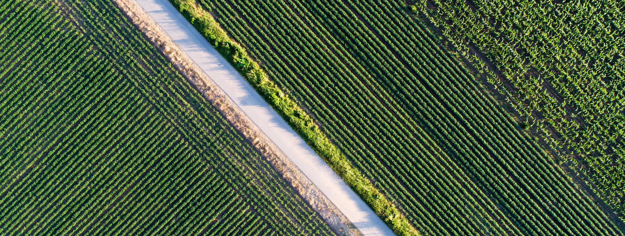 From Farm to Tablet: Our Purity Testing